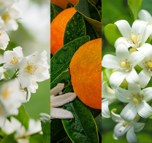 YANKEE CANDLE MIDNIGHT JASMINE (VARI STILI)