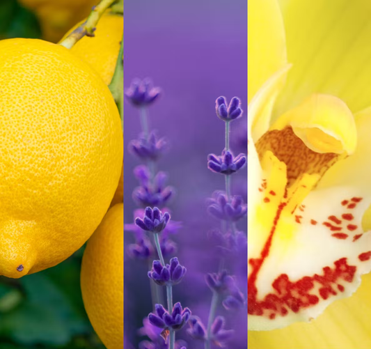 YANKEE CANDLE ICED LEMON LAVENDER (VARI STILI)