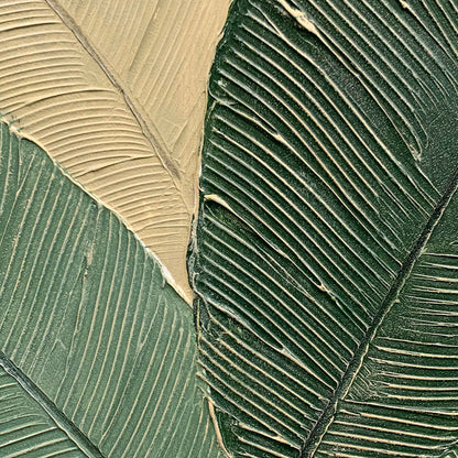 AGAVE QUADRI CALATHEA